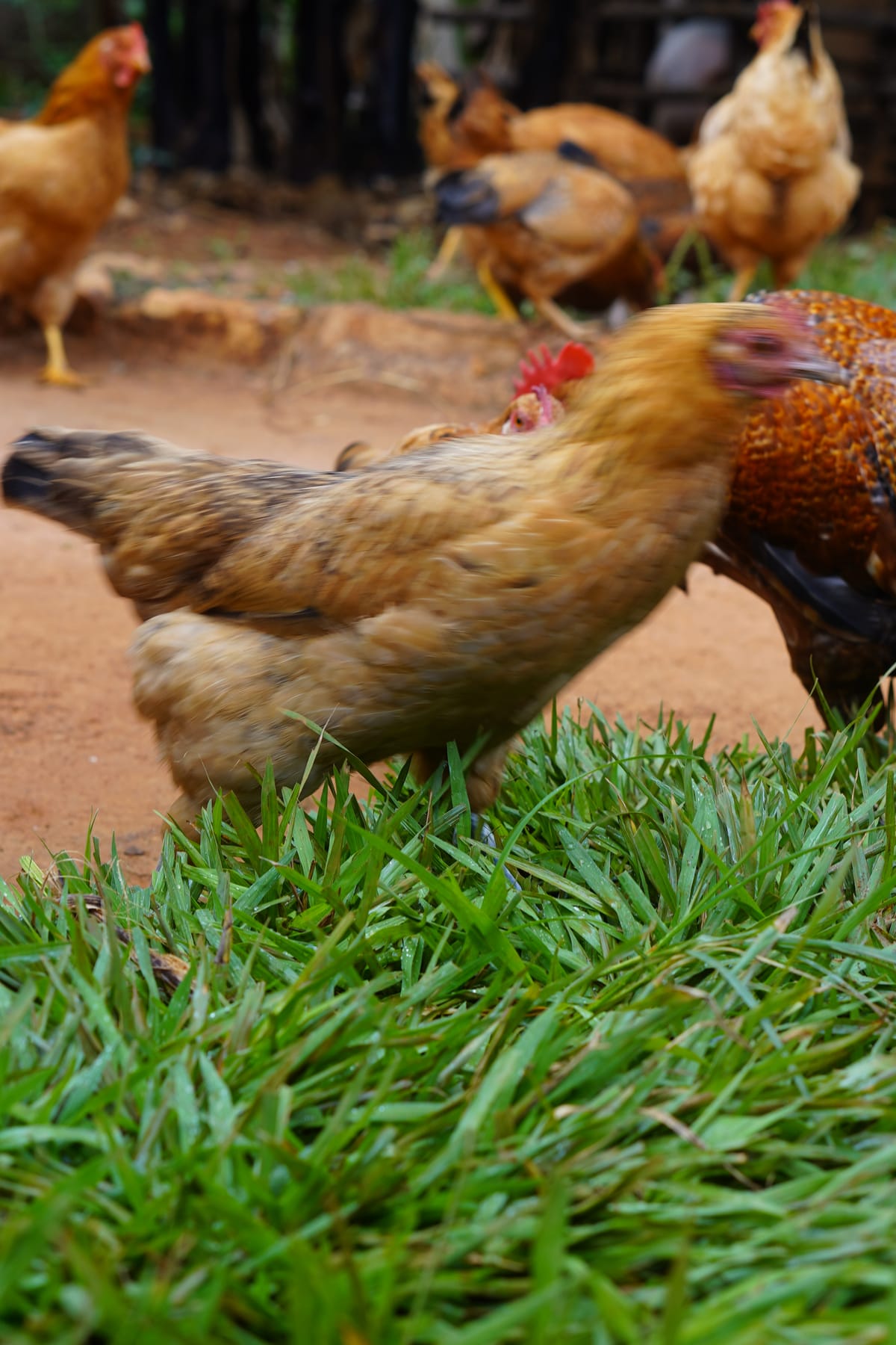 Buy a Hen
